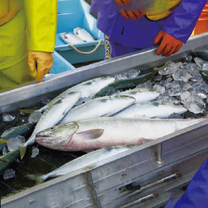 The freshness of marine products is maintained